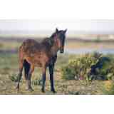 Click para ampliar. Pulsa en el nombre para ver la ficha. Caballo de retuertas